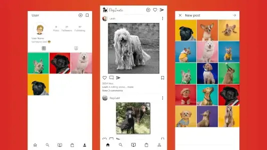 DogInsta project